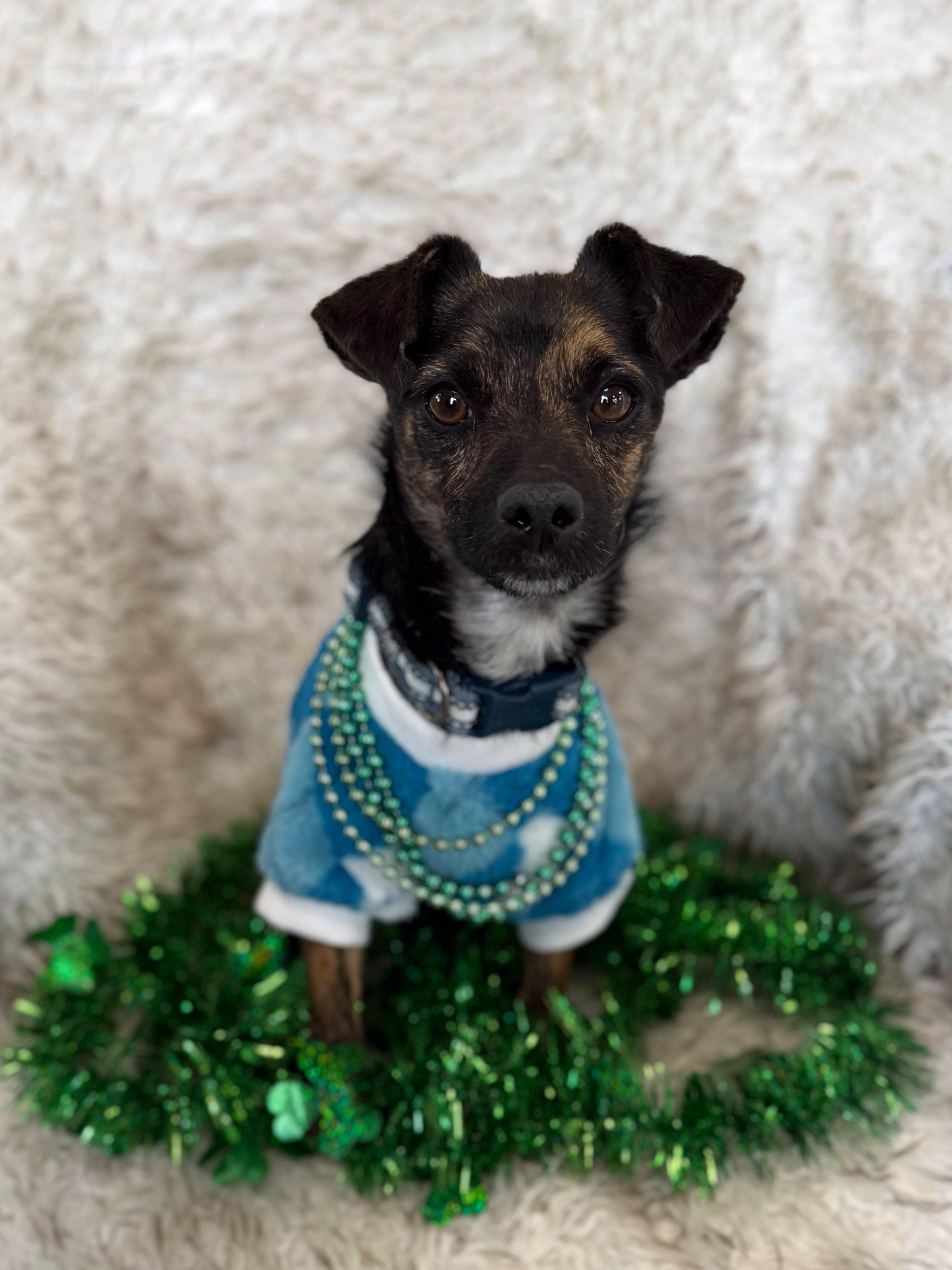 Enlarge Rudy, an adopted mixed breed in Eagle, CO image 1/6