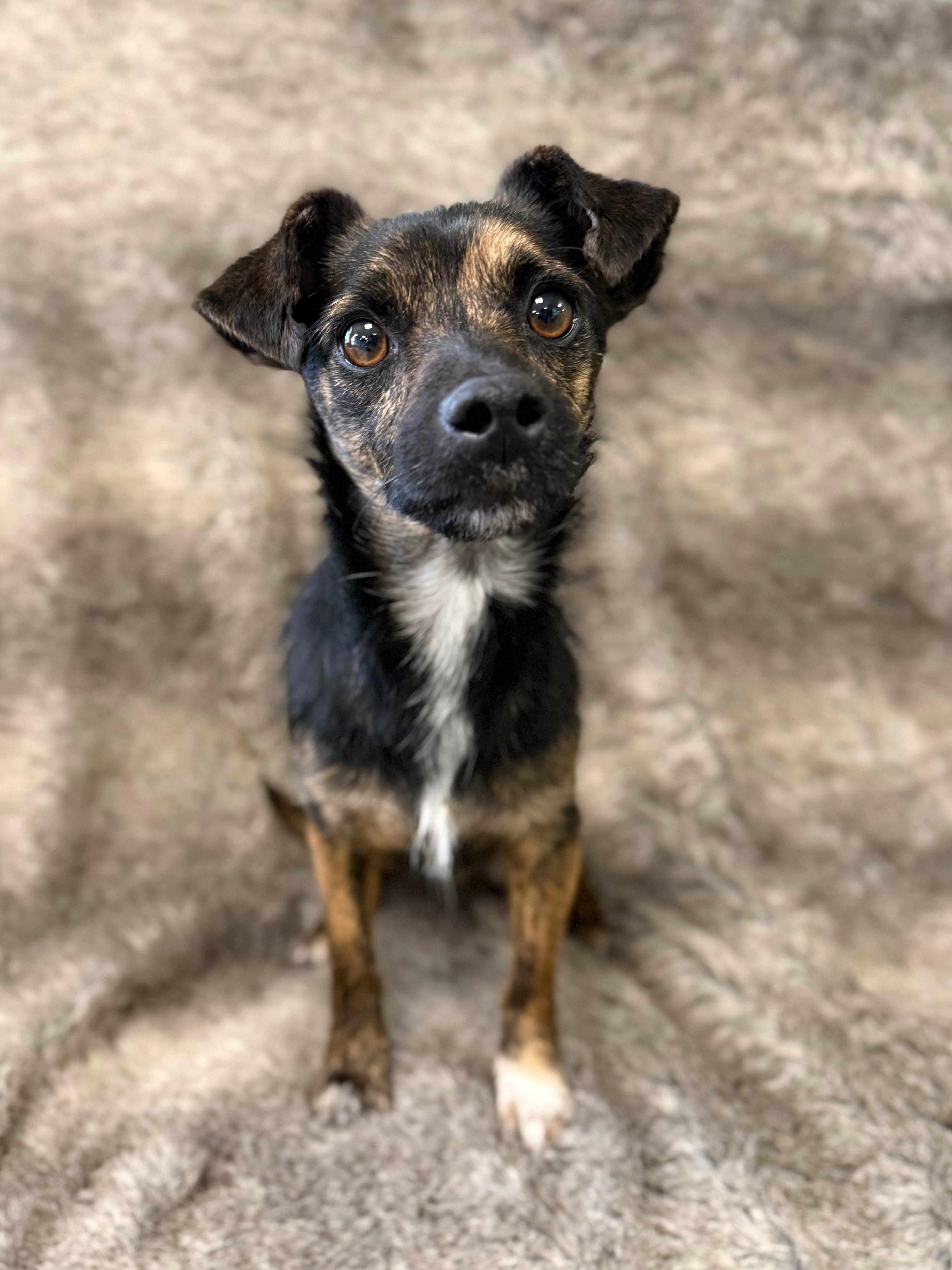Enlarge Rudy, an adopted mixed breed in Eagle, CO image 4/6