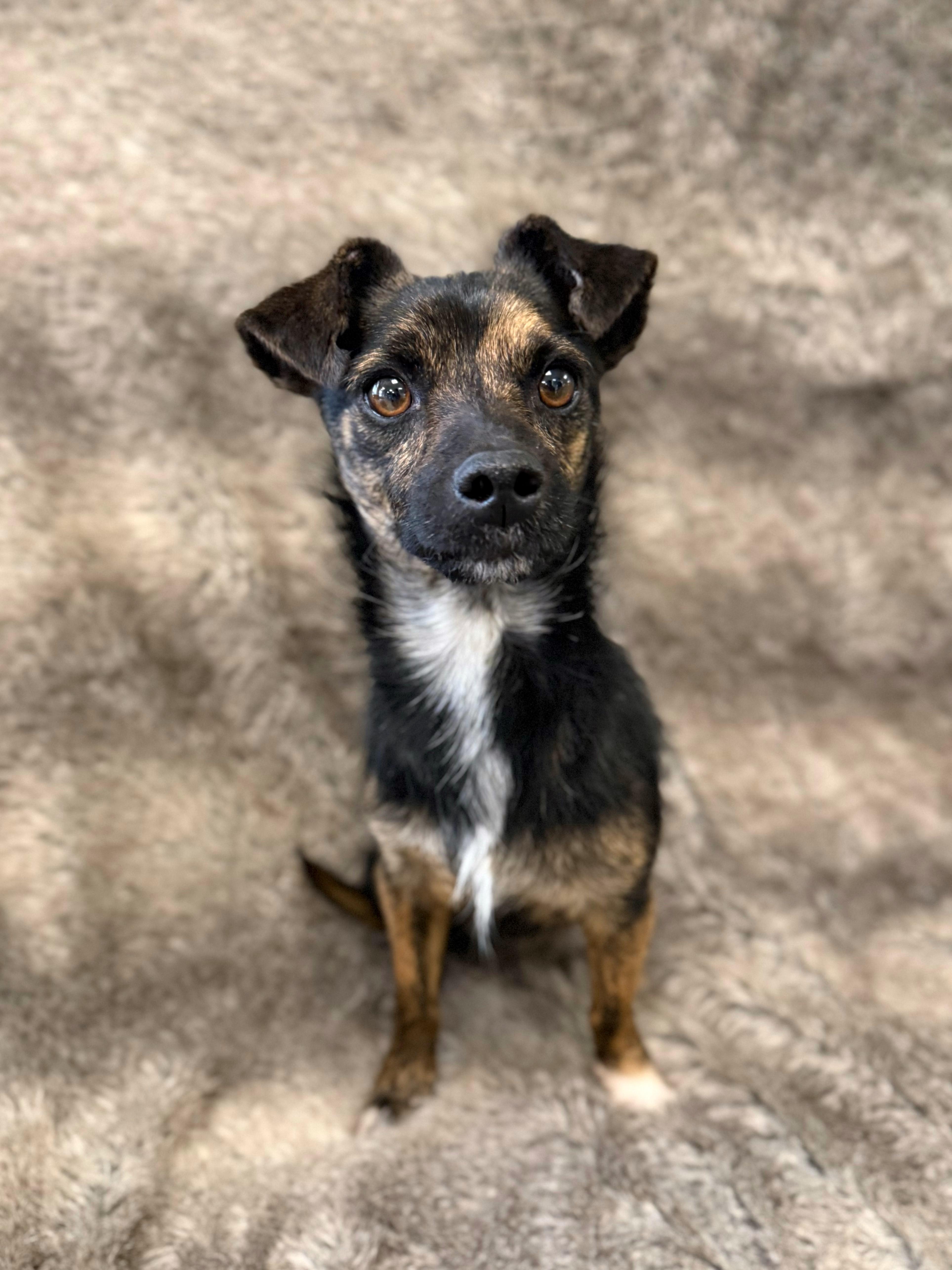 Enlarge Rudy, an adopted mixed breed in Eagle, CO image 3/6
