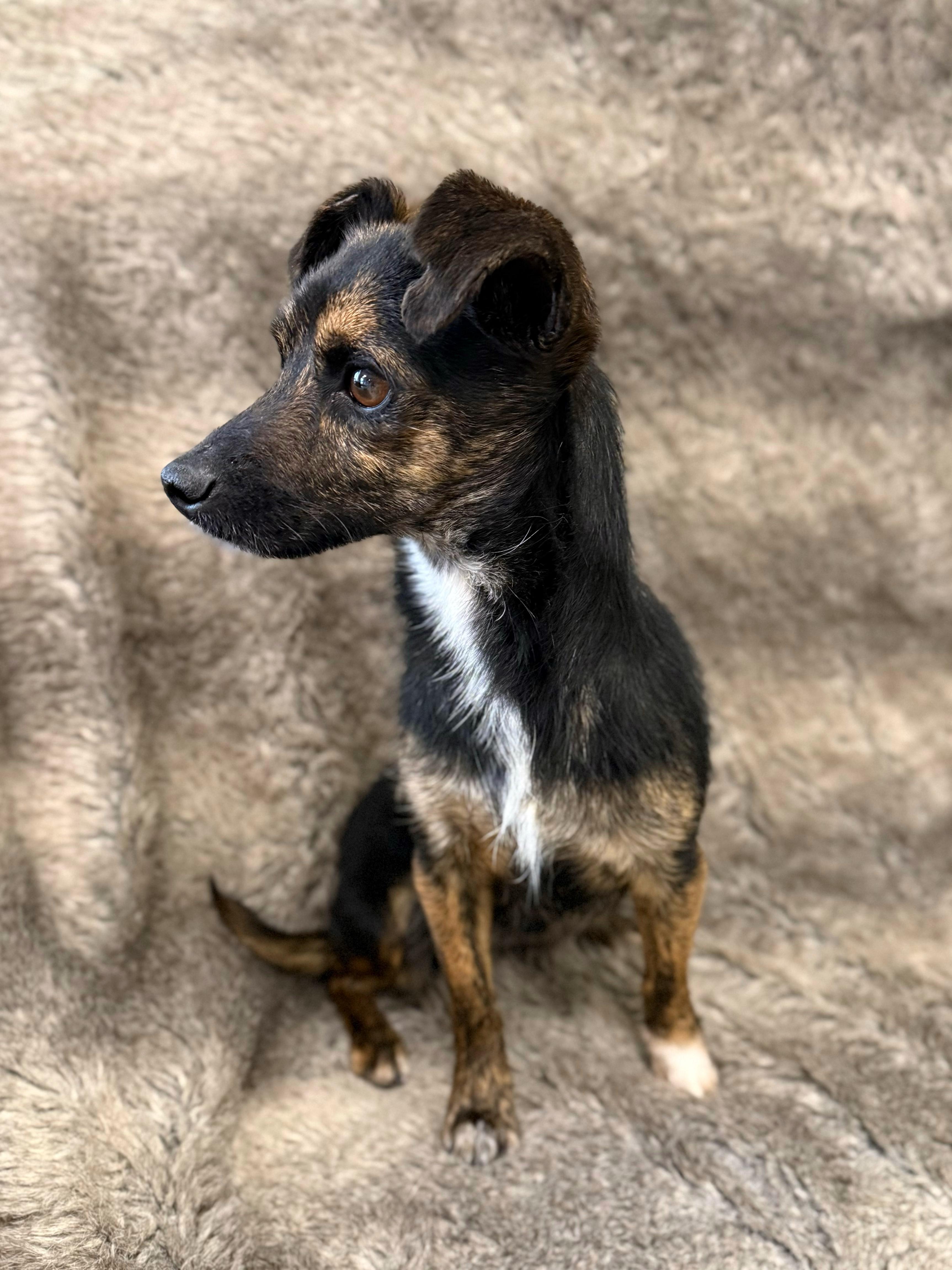 Enlarge Rudy, an adopted mixed breed in Eagle, CO image 6/6
