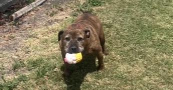 Enlarge Mufasa, a Adoptable mixed breed in Stockton, CA image 1/1