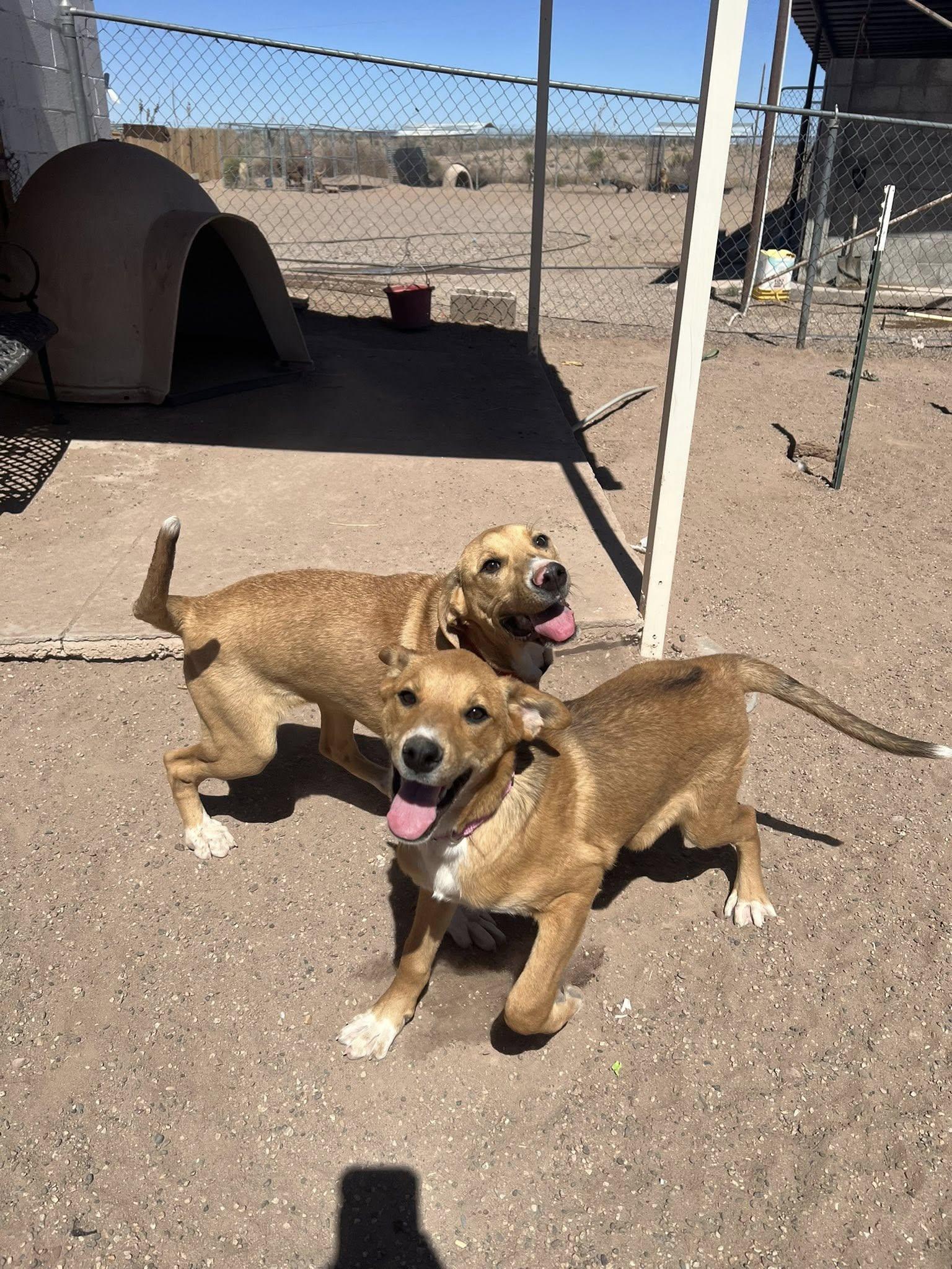 Tulip, a Adoptable mixed breed in Deming, NM image 3/5