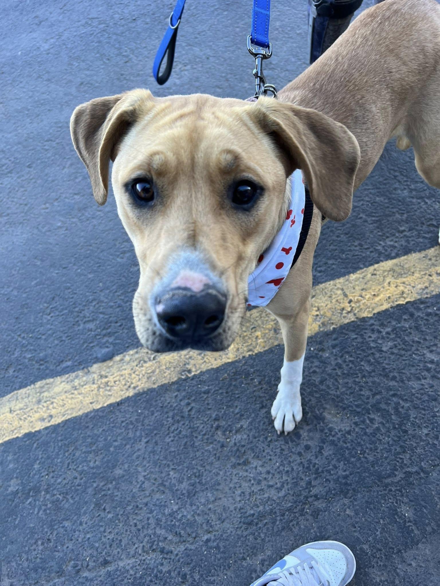 Tulip, a Adoptable mixed breed in Deming, NM image 5/5