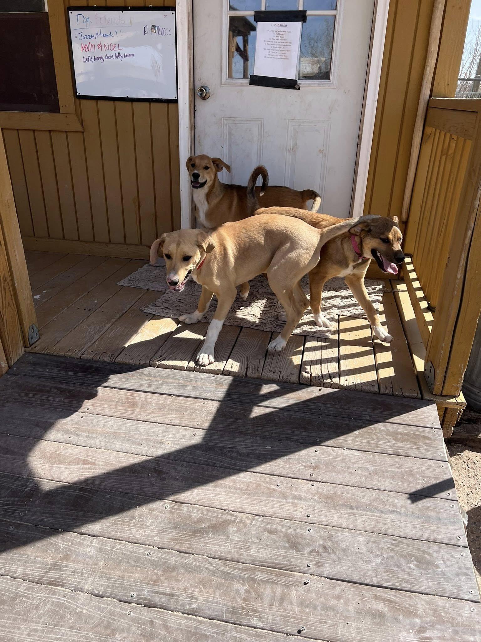 Tulip, a Adoptable mixed breed in Deming, NM image 4/5