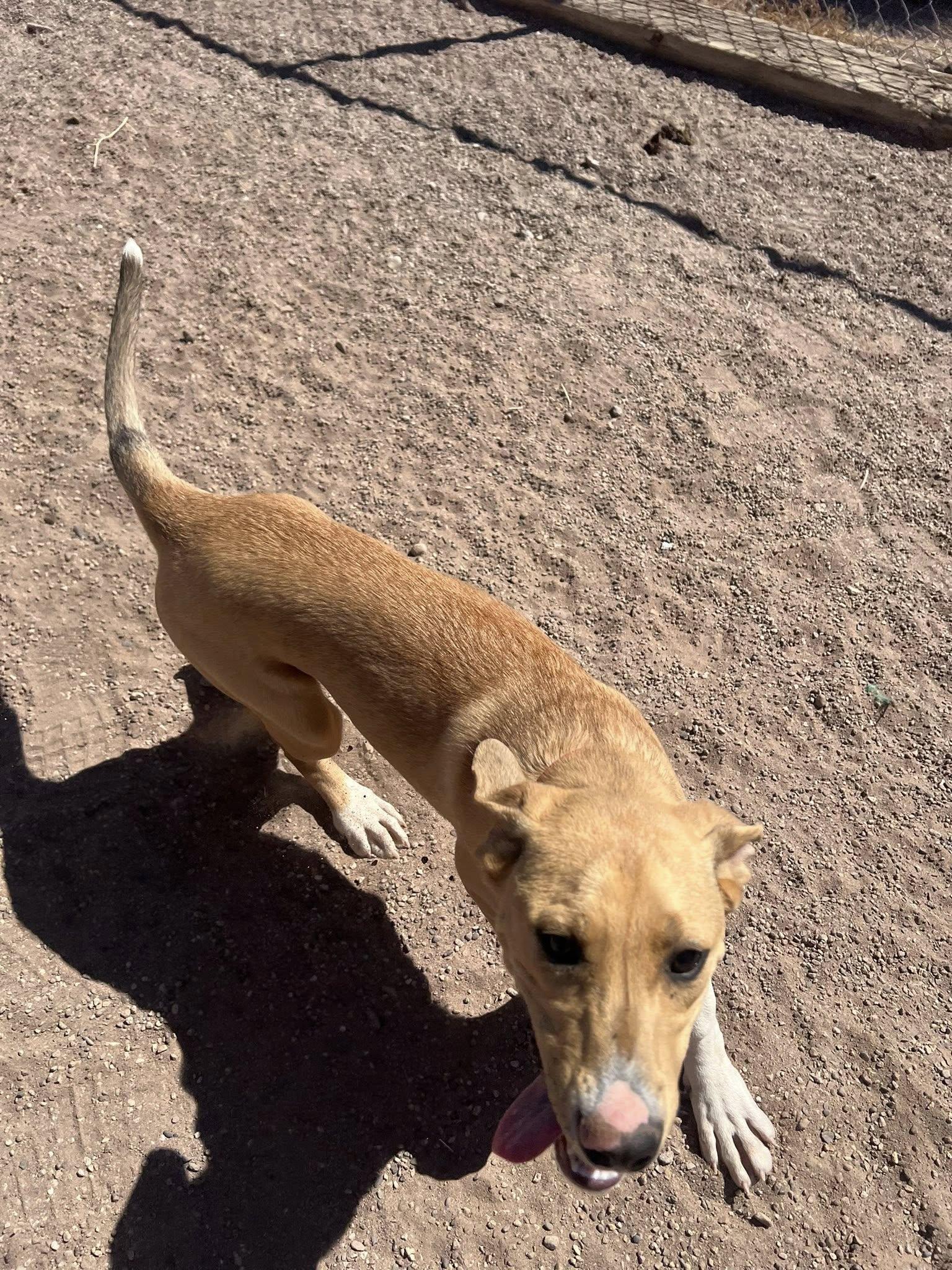 Tulip, Young Female Coonhound