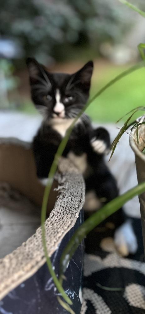 CL - Percy, Adoptable, Kitten Male Domestic Short Hair.