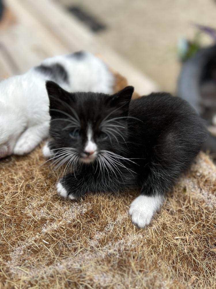 Enlarge CL - Percy, a Adoptable Domestic Short Hair in Dawson, GA image 2/3