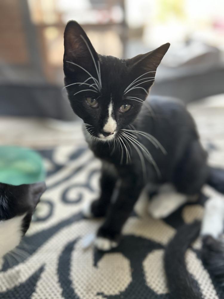 Enlarge CL - Percy, a Adoptable Domestic Short Hair in Dawson, GA image 3/3