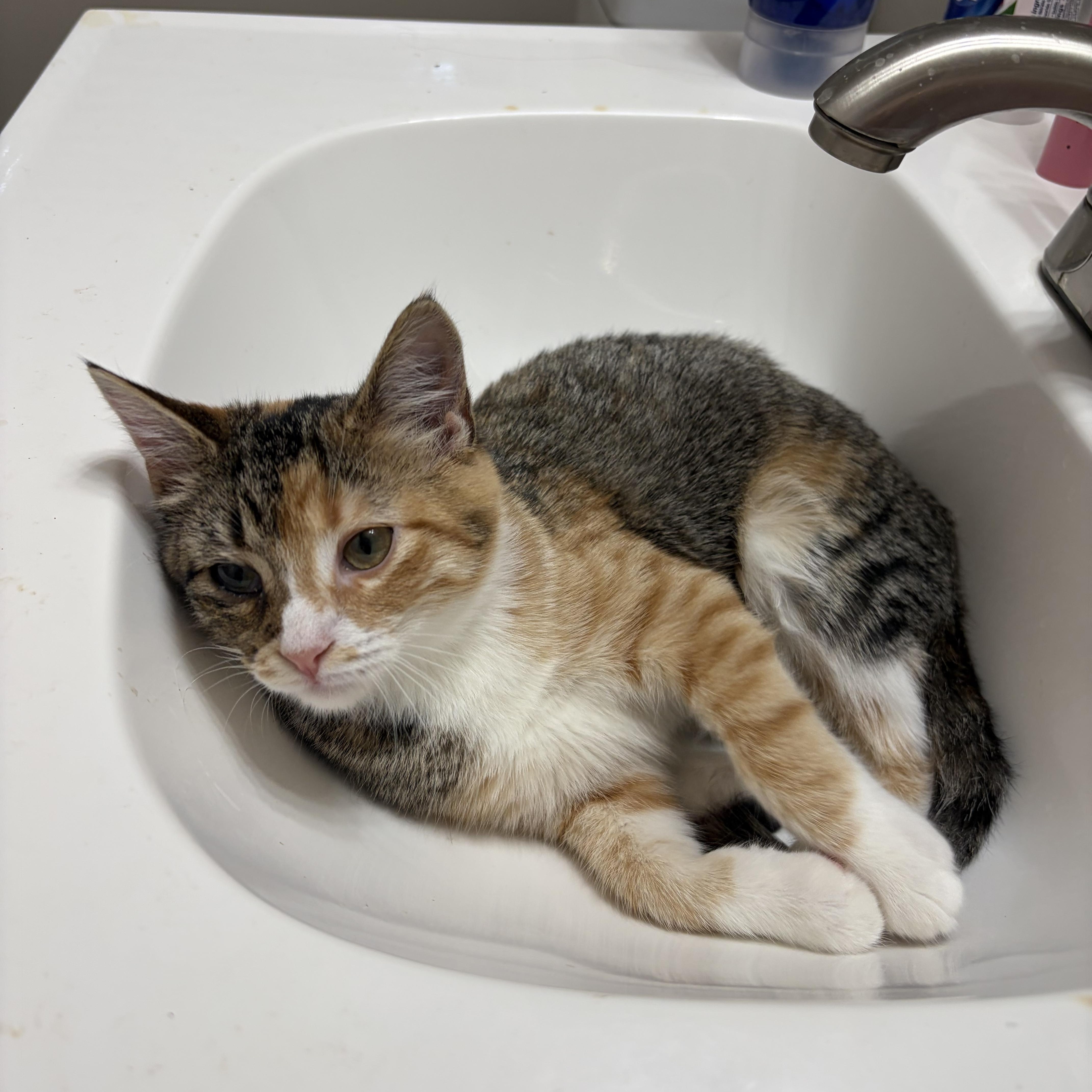 Enlarge Savannah Smiles, a Adopted American Shorthair in Fayetteville, NC image 4/4