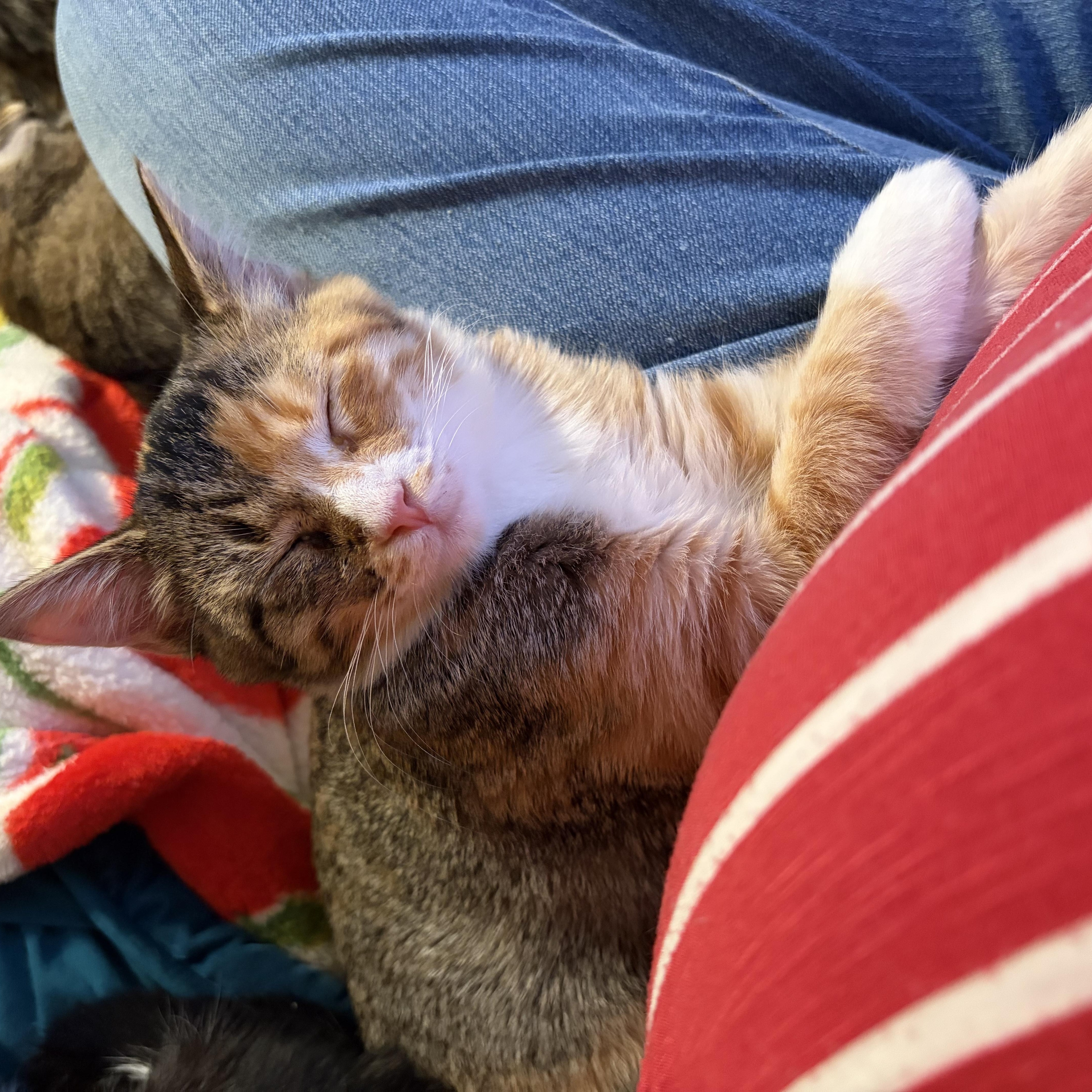 Enlarge Savannah Smiles, a Adopted American Shorthair in Fayetteville, NC image 2/4