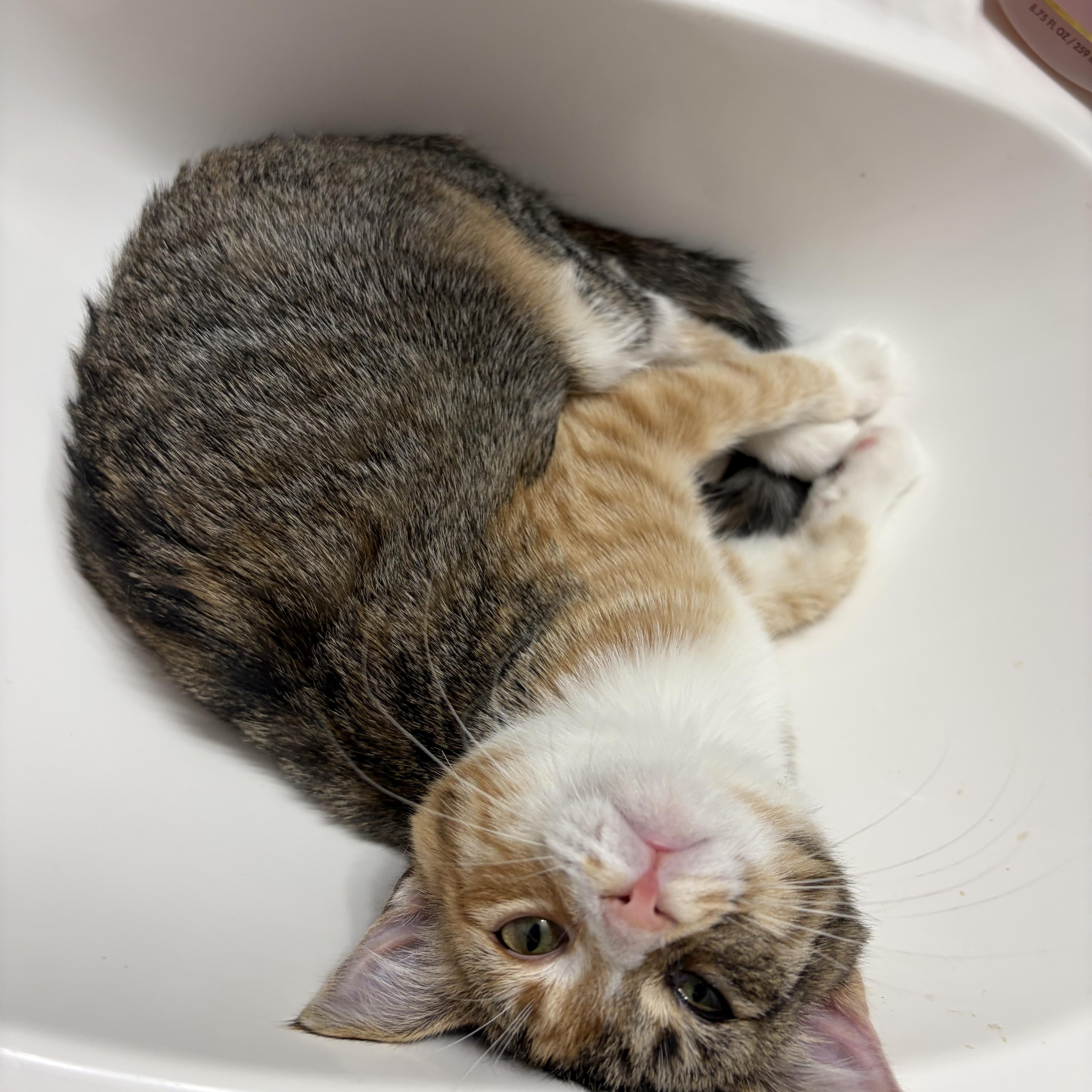 Enlarge Savannah Smiles, a Adopted American Shorthair in Fayetteville, NC image 3/4