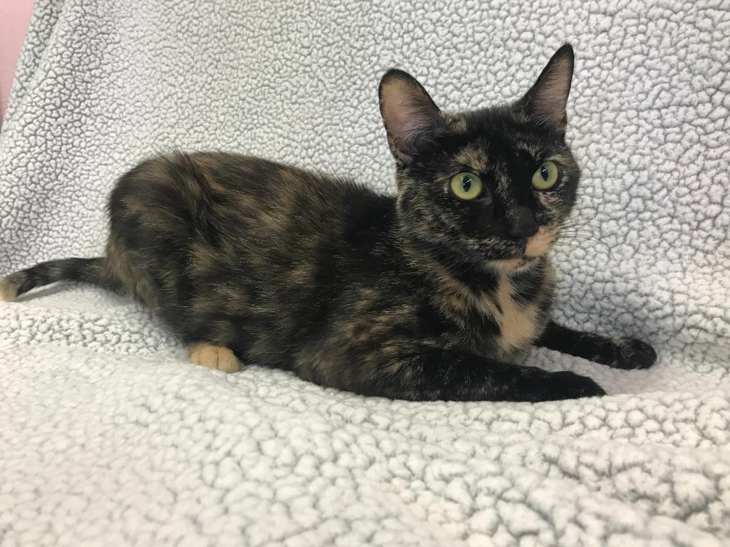 Mama Alice, Adoptable, Young Female Domestic Short Hair.