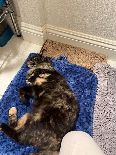 Mama Alice, Adoptable, Young Female Domestic Short Hair.