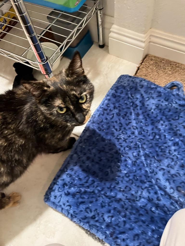 Enlarge Mama Alice, a Adoptable mixed breed in Peoria, AZ image 2/4