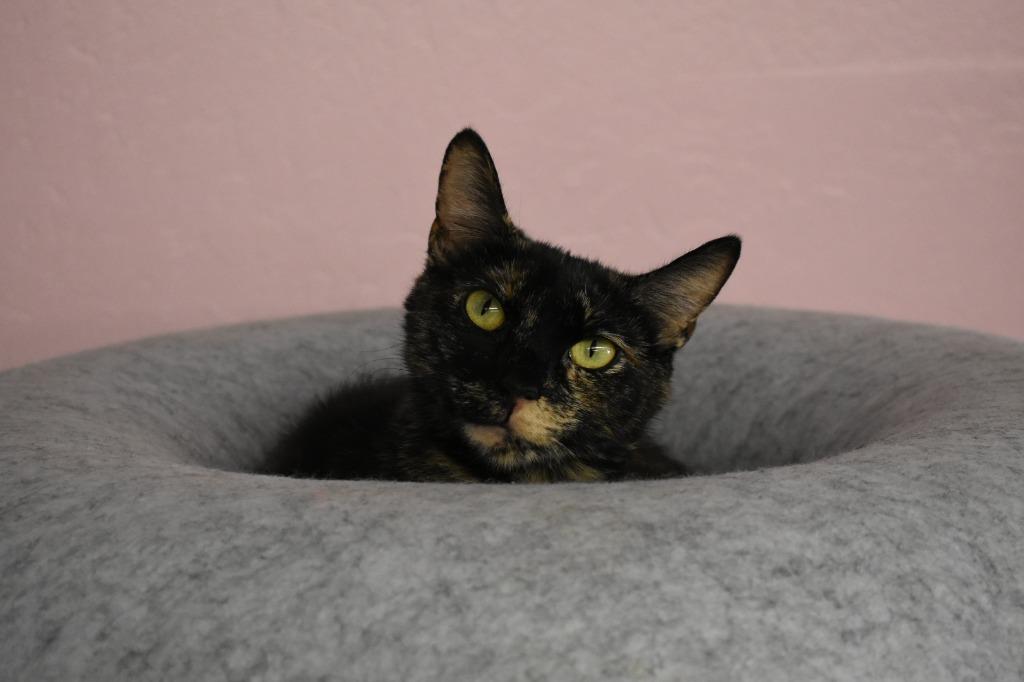 Enlarge Mama Alice, a Adoptable mixed breed in Peoria, AZ image 3/4