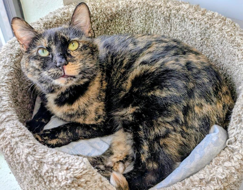 Enlarge Mama Alice, a Adoptable mixed breed in Peoria, AZ image 3/3