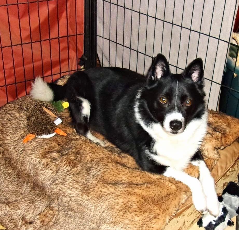 Stuey, Adoptable, Adult Male Border Collie & Corgi.