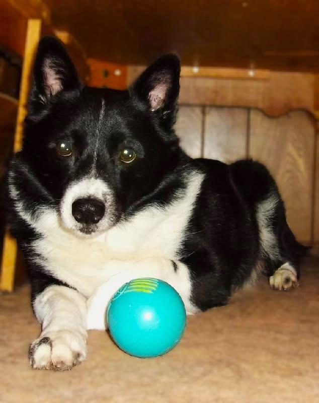 Stuey, a Adoptable mixed breed in Mendham, NJ image 2/6
