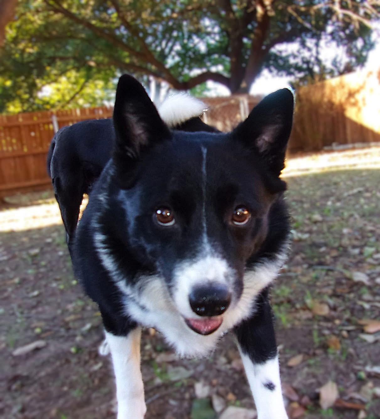 Stuey, an adoptable Border Collie, Corgi in Mendham, NJ, 07945 | Photo Image 1