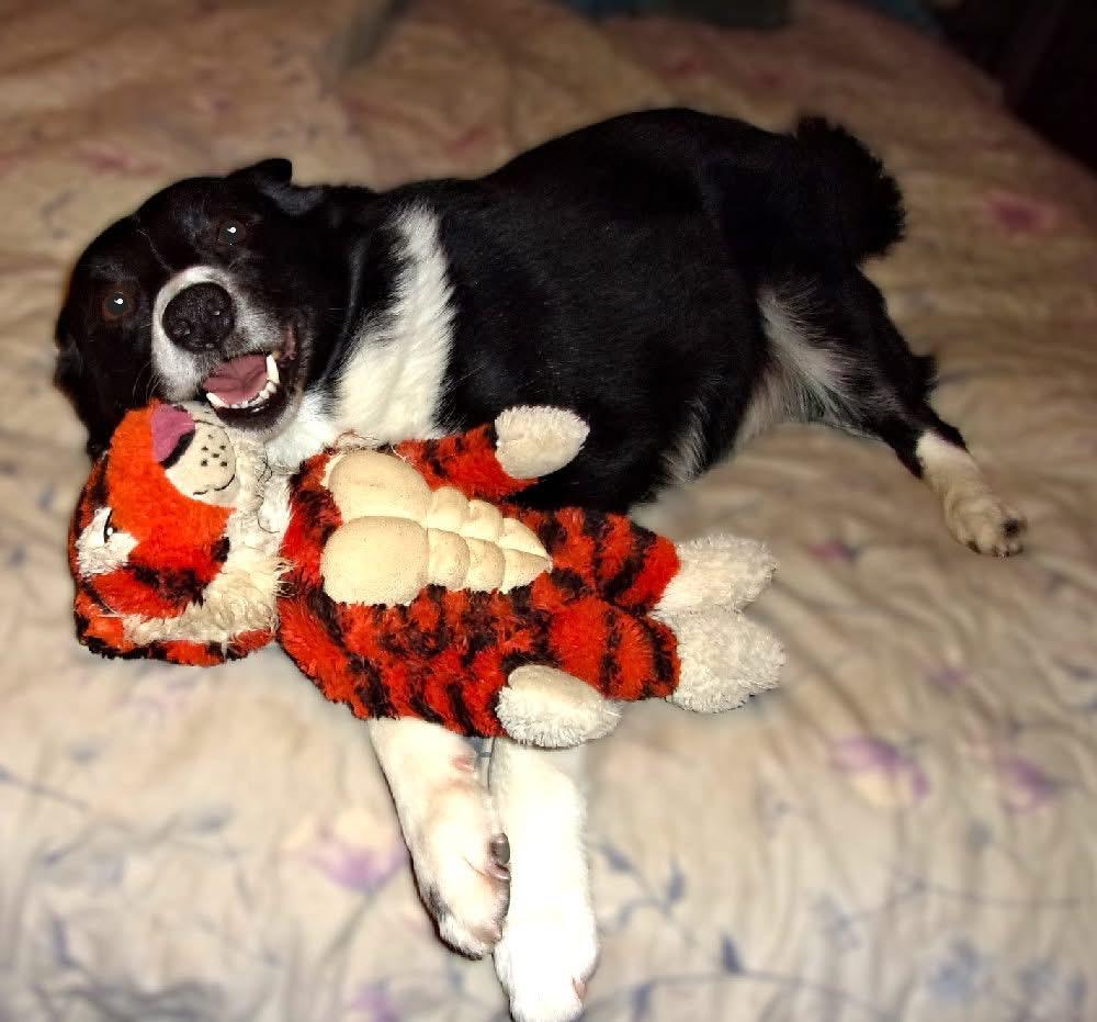 Stuey, an adoptable Border Collie, Corgi in Mendham, NJ, 07945 | Photo Image 3