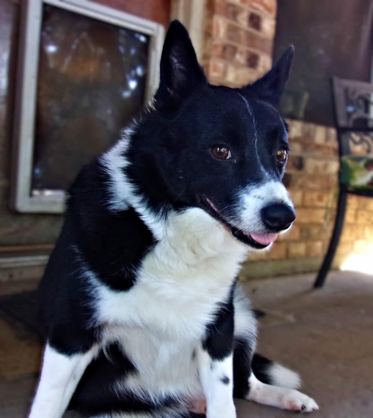 Stuey, a Adoptable mixed breed in Mendham, NJ image 5/6