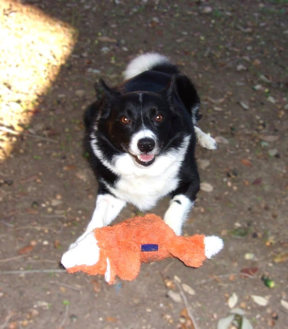 Stuey, a Adoptable mixed breed in Mendham, NJ image 6/6