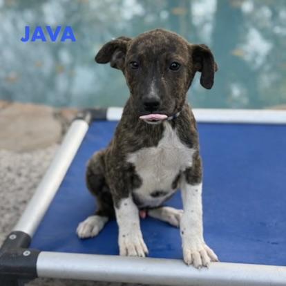 Java, a Adoptable mixed breed in Kennewick, WA image 1/6
