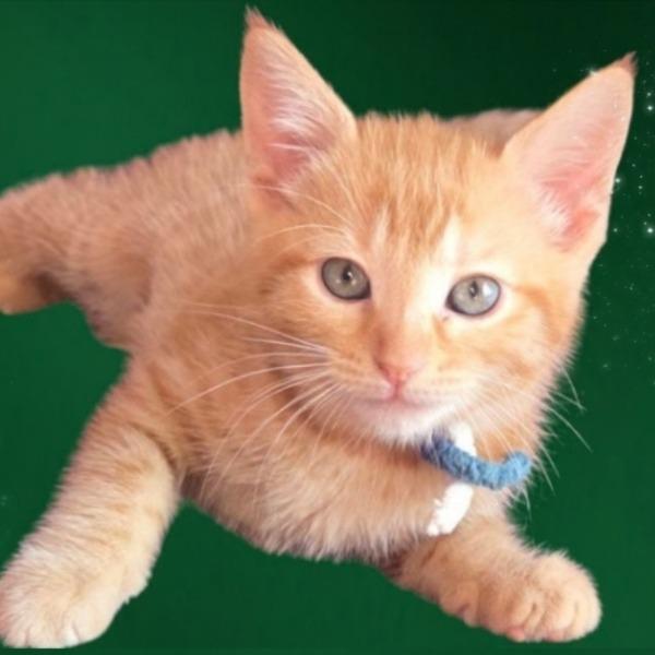 Green, Adoptable, Kitten Female Domestic Short Hair.