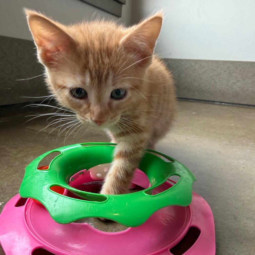 Enlarge Green, a Adoptable Domestic Short Hair in Green Bay, WI image 2/6
