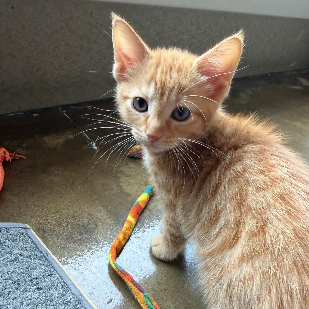 Enlarge Green, a Adoptable Domestic Short Hair in Green Bay, WI image 3/6