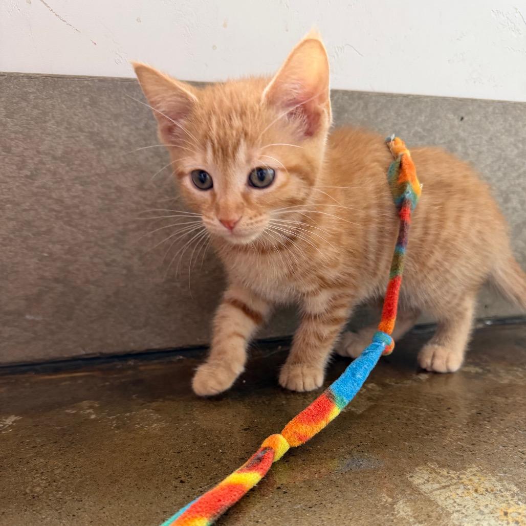Enlarge Green, a Adoptable Domestic Short Hair in Green Bay, WI image 4/6