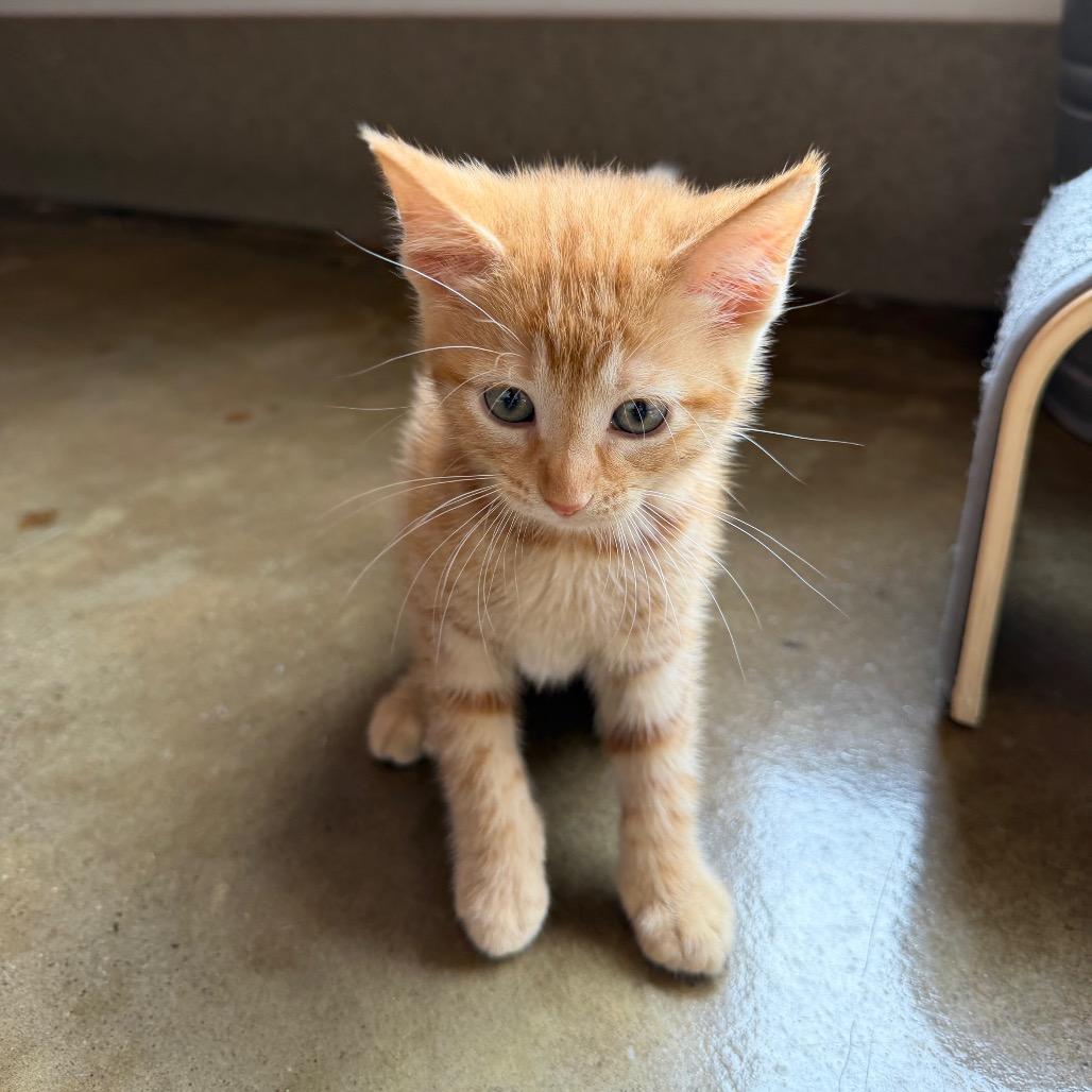 Enlarge Green, a Adoptable Domestic Short Hair in Green Bay, WI image 5/6