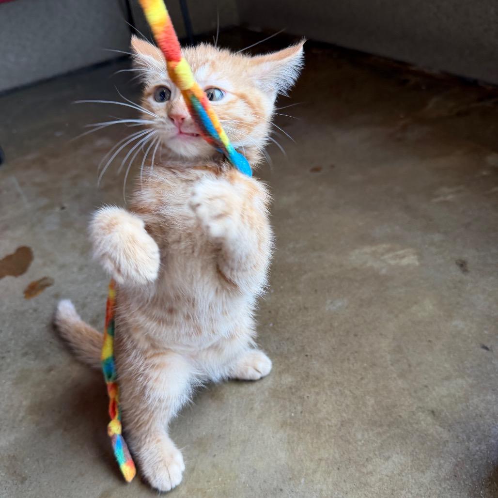 Enlarge Green, a Adoptable Domestic Short Hair in Green Bay, WI image 6/6