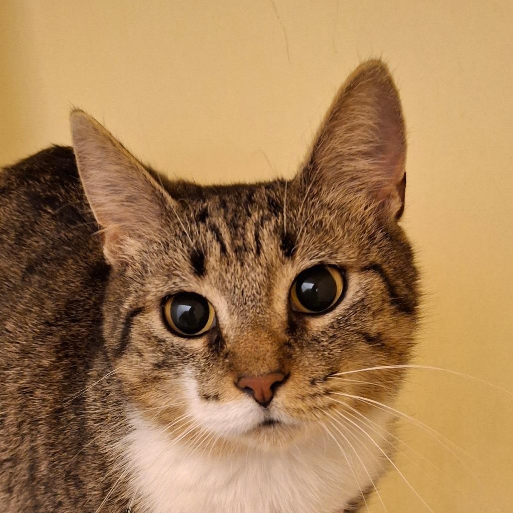 Enlarge Bell, a Adoptable Domestic Short Hair in Zanesville, OH image 1/1