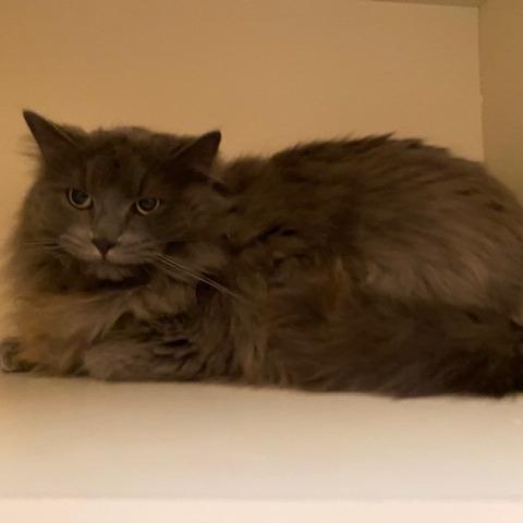 Enlarge Garnet, a Adoptable Domestic Long Hair in Dayton, OH image 1/5