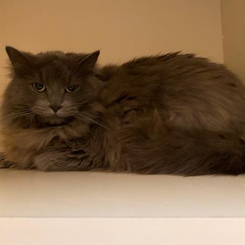 Enlarge Garnet, a Adoptable Domestic Long Hair in Dayton, OH image 2/5