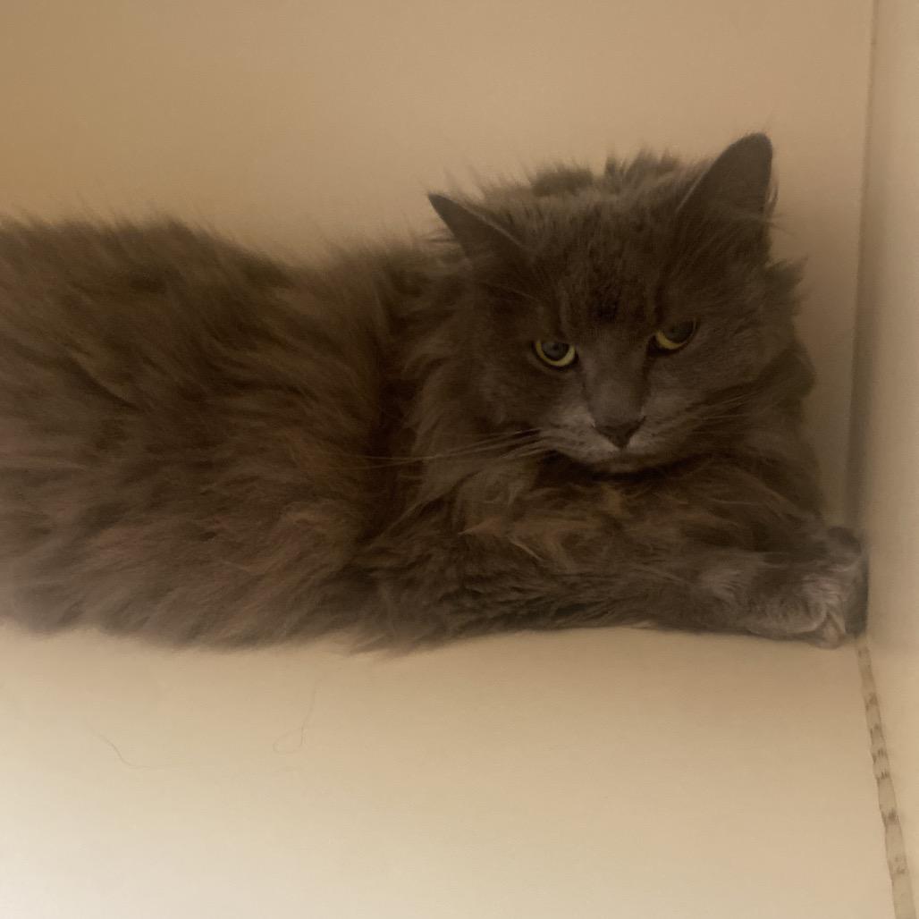 Enlarge Garnet, a Adoptable Domestic Long Hair in Dayton, OH image 4/5