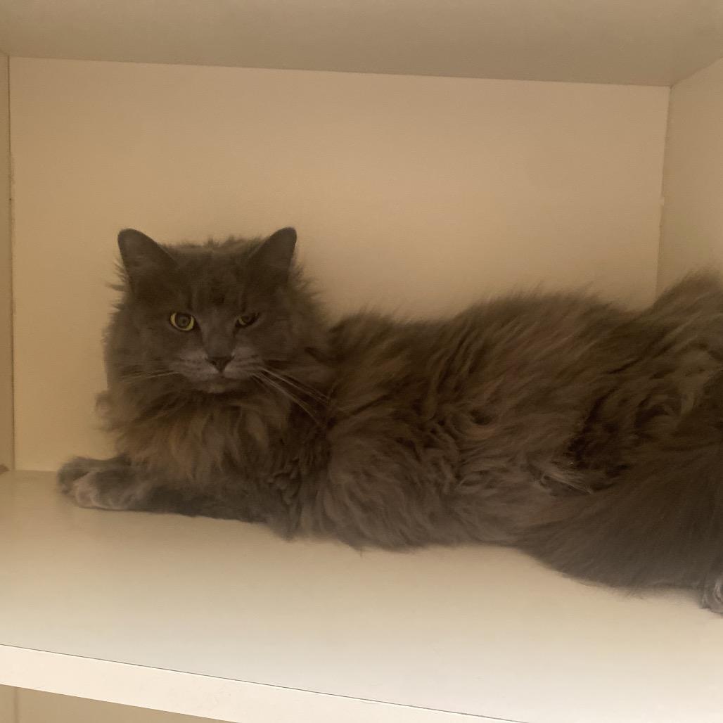 Enlarge Garnet, a Adoptable Domestic Long Hair in Dayton, OH image 5/5