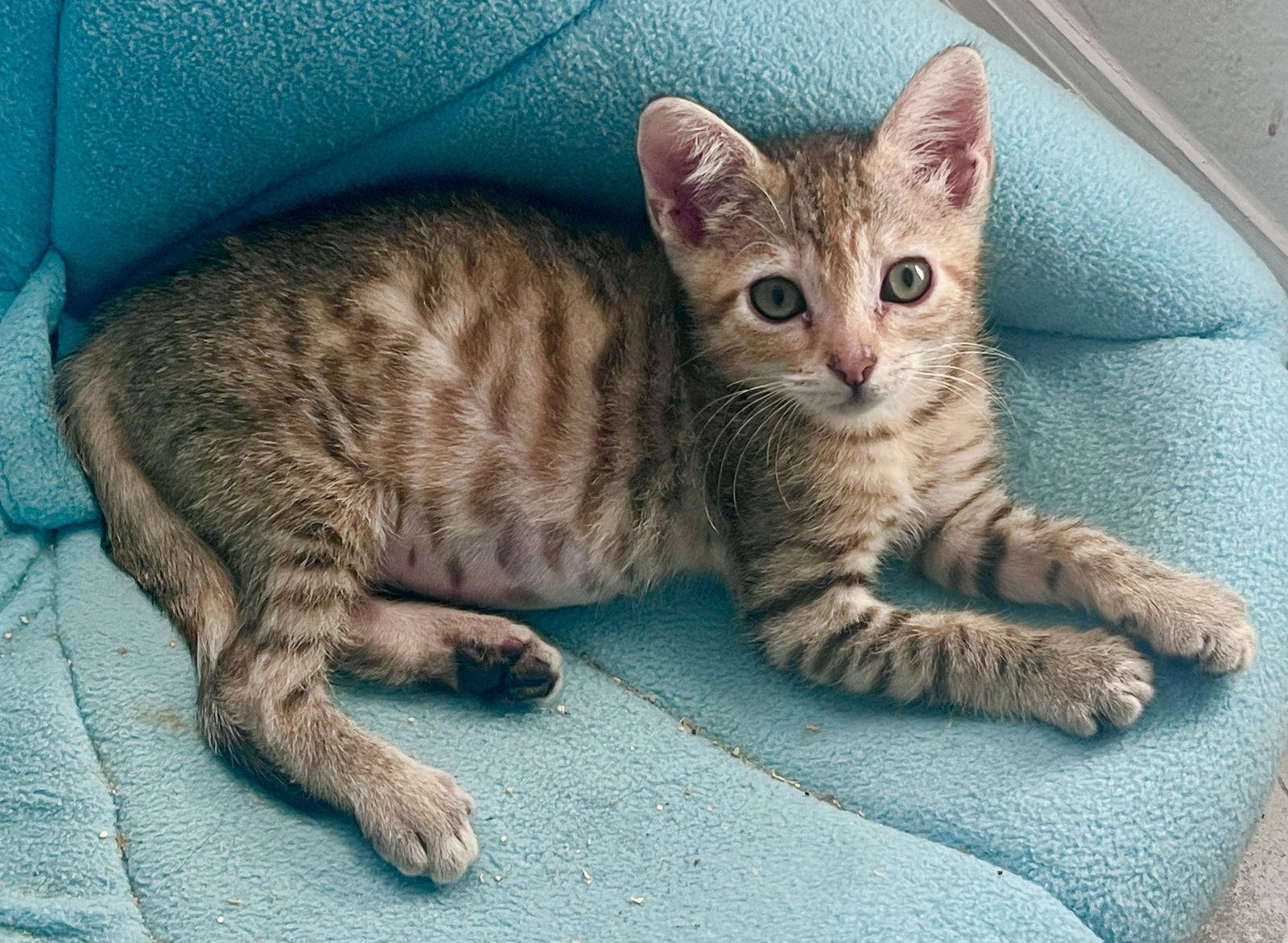 Mia, a Adoptable Tabby in Orlando, FL image 1/3