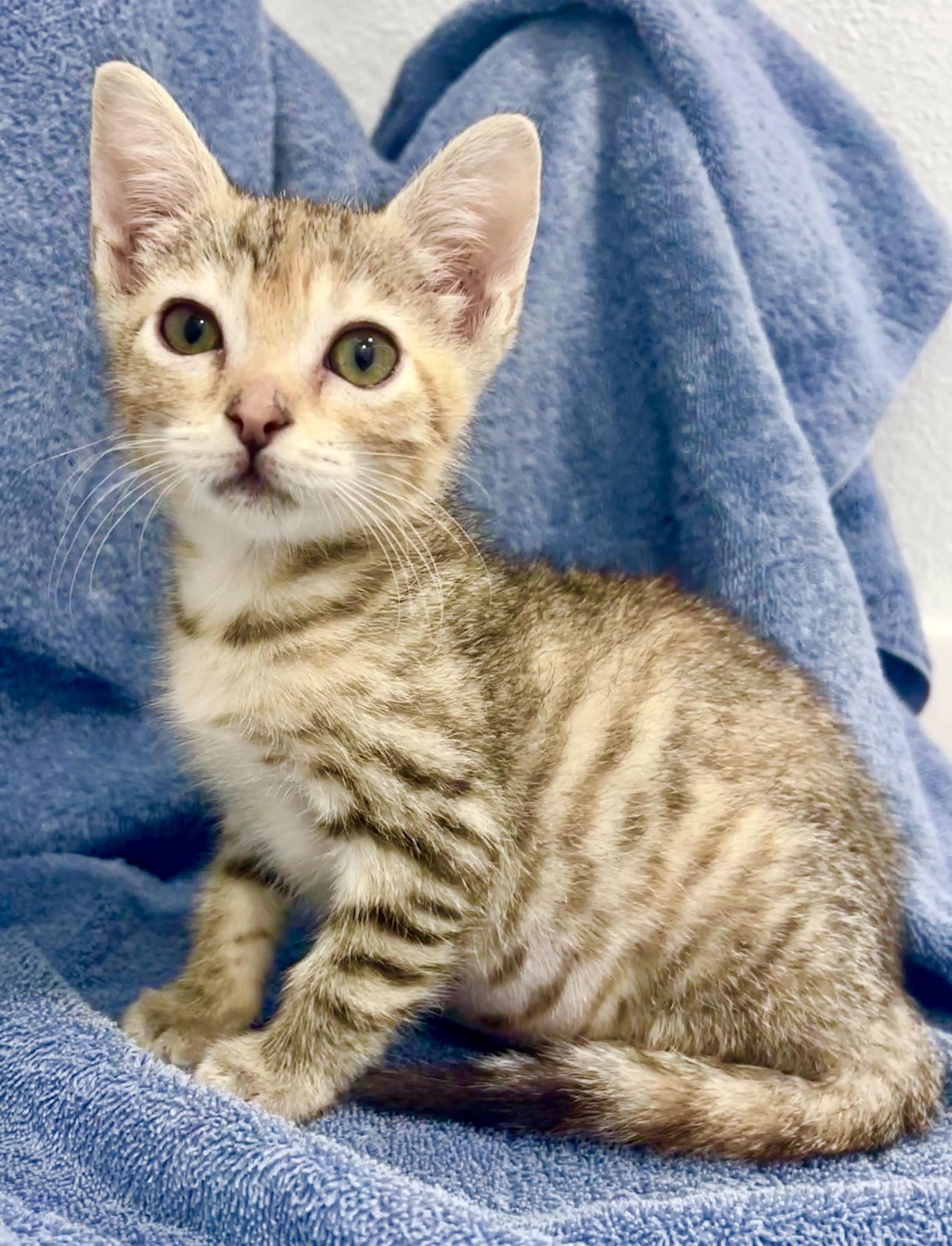 Enlarge Mia, a Adoptable Tabby in Orlando, FL image 1/3