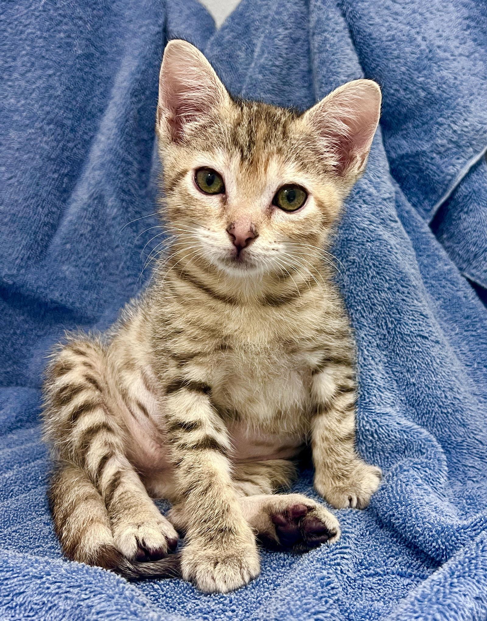 Mia, a Adoptable Tabby in Orlando, FL image 3/3