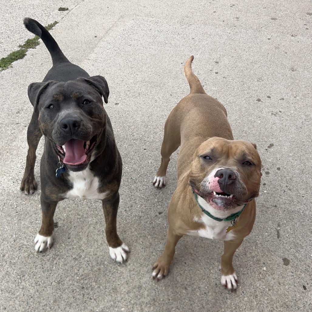 Lovina***ADOPTION PENDING***, Adoptable, Adult Female Pit Bull Terrier & Mixed Breed.