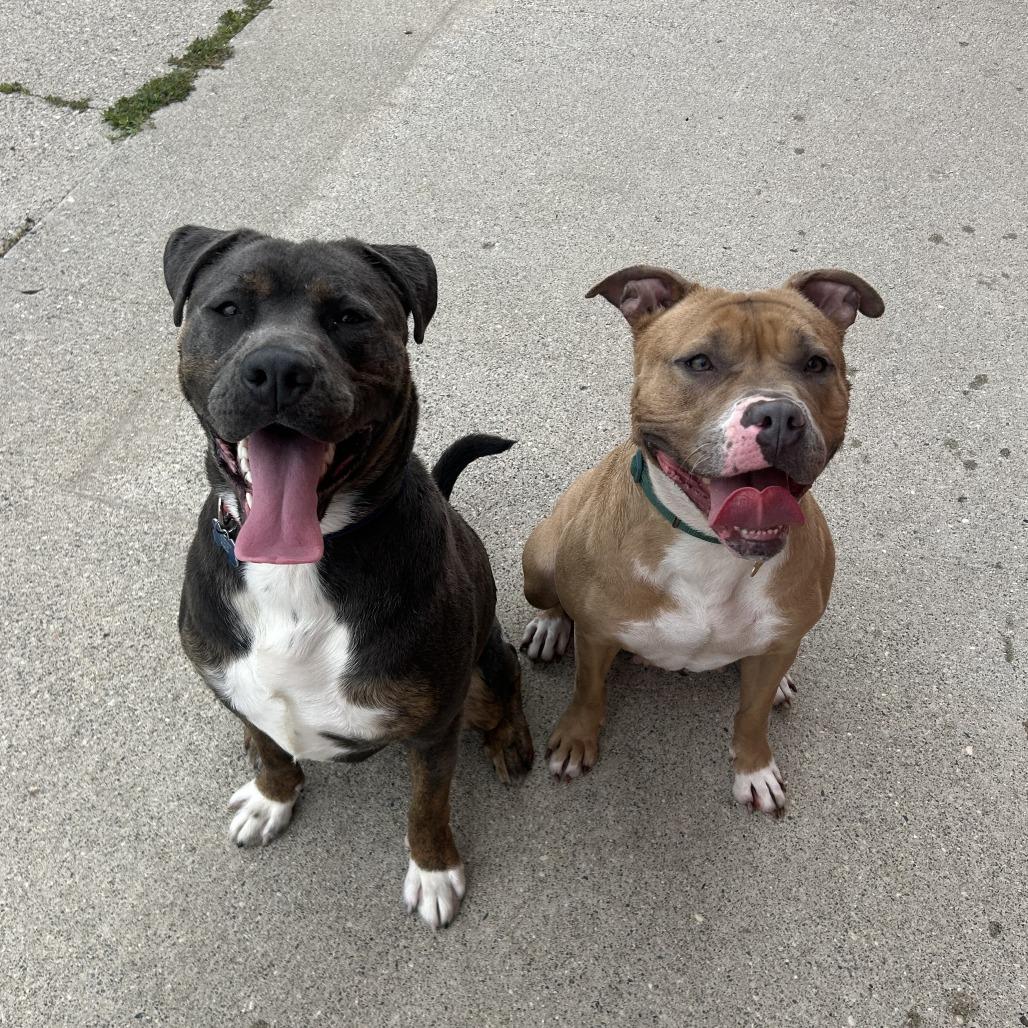Enlarge Lovina***ADOPTION PENDING***, a Adoptable mixed breed in Fargo, ND image 2/6