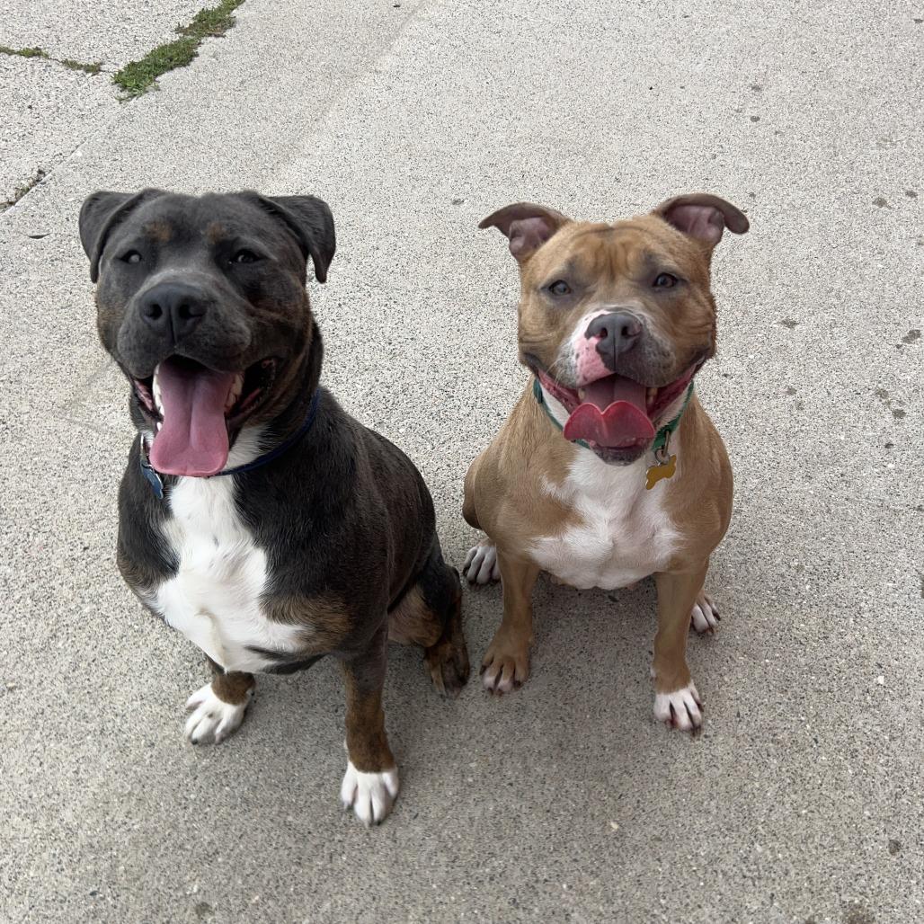 Enlarge Lovina***ADOPTION PENDING***, a Adoptable mixed breed in Fargo, ND image 3/6