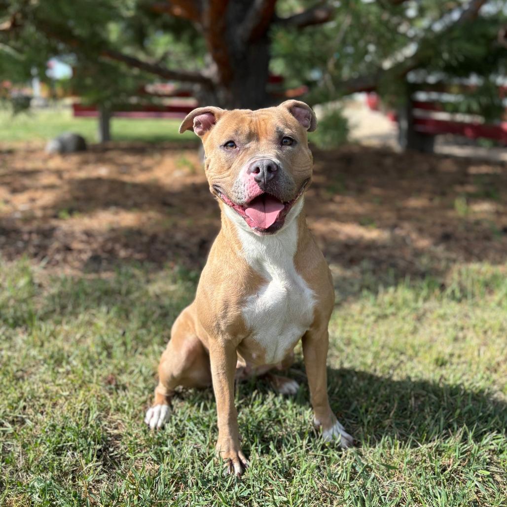 Enlarge Lovina***ADOPTION PENDING***, a Adoptable mixed breed in Fargo, ND image 4/6