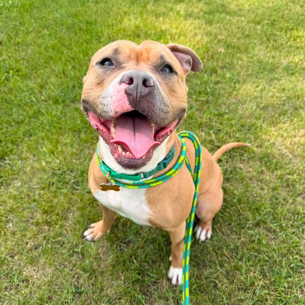 Enlarge Lovina***ADOPTION PENDING***, a Adoptable mixed breed in Fargo, ND image 5/6