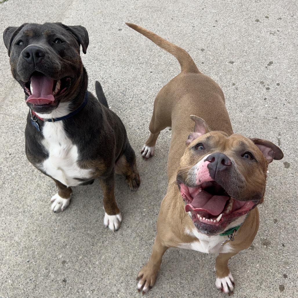 Enlarge Lovina***ADOPTION PENDING***, a Adoptable mixed breed in Fargo, ND image 6/6