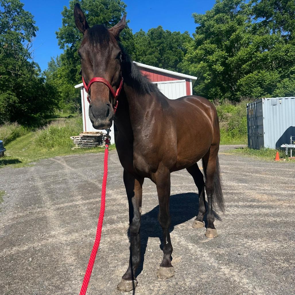 Scottee (Montreux), Adoptable, Senior Male Thoroughbred.