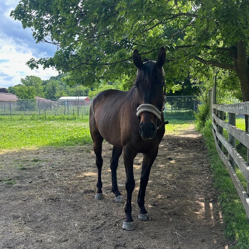 Enlarge Scottee (Montreux), a Adoptable Thoroughbred in Fairport, NY image 2/5