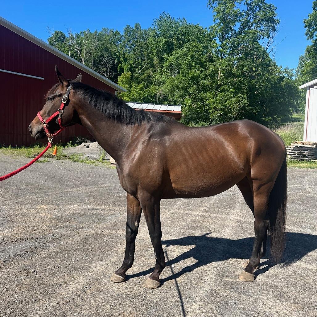 Enlarge Scottee (Montreux), a Adoptable Thoroughbred in Fairport, NY image 3/5
